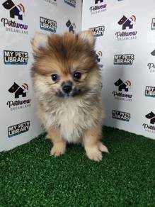 Orange pomeranian female