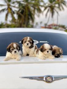 Shihtzu,,