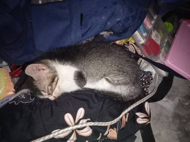 anak kucing utk diberi