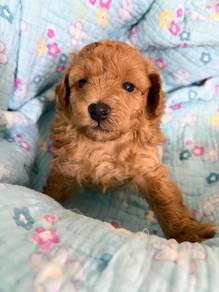 Puppy poodle