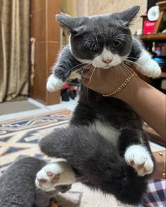 Ss Munchkin