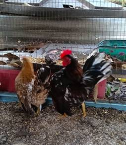 ayam serama 