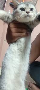 Bsh Male