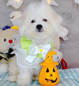 Bichon