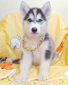 Wooly Husky