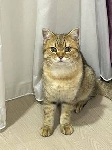 Rehome with fee