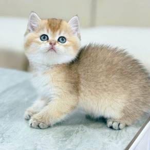 Short leg munchkin -Girl 