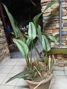 Calathea ,live plant, pokok hidup 