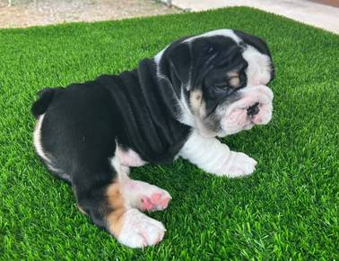 ENGLISH BULLDOG PUPPIES E341 🐻 male