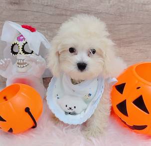 Maltipoo