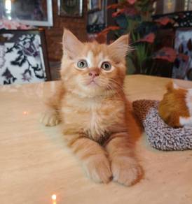 OYEN  jantan yang comel & manja 