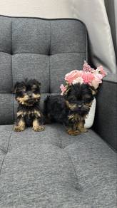 Female Yorkie Yorkshire Terrier Mini Sized Puppies