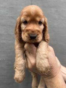 ENGLISH COCKER SPANIEL PUPPIES C91🌻 Male