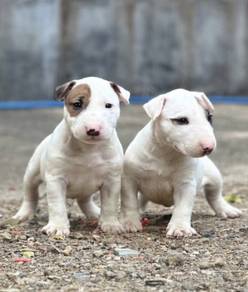 BULL TERRIER PUPPIES BT11 🐻 male