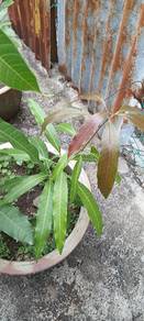 three healthy Apple Mango saplings