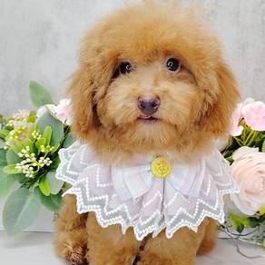 Poodle