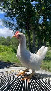 Ayam serama