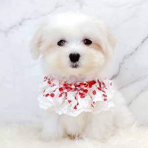 Maltese