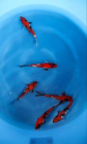 Japanese koi