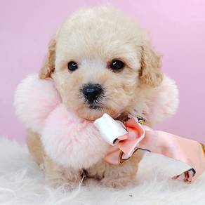 Maltipoo poodle mix maltese