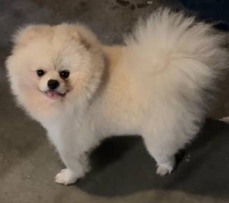 Pomeranian Dog For Sale