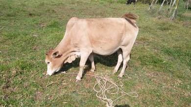 lembu raya haji