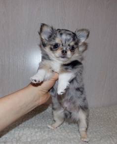 TT0E Chihuahua long haired dapple color puppy