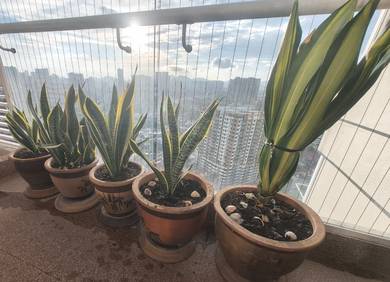 5 pasu pokok 