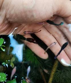 Betta Fish baby Anak ikan laga