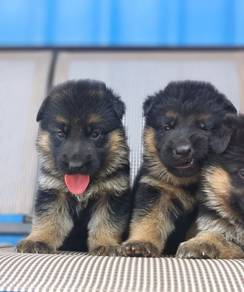 German Shepherd