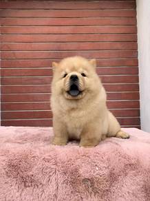 Chow Chow