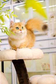 Munchkin Golden Female Longhair