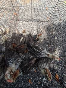 Ayam Arab / Egyptian Fayoumi / Ayam