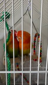 lovebird pair