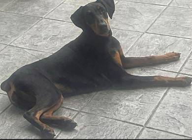 Doberman Female