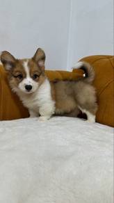 Corgi MKA