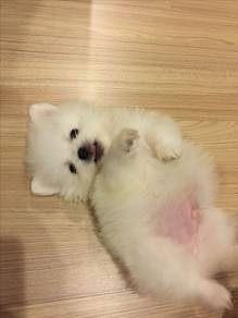 Patter-pawed Pomeranian small fluffy puppy Puppy