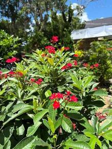 Jatropha Integerrima