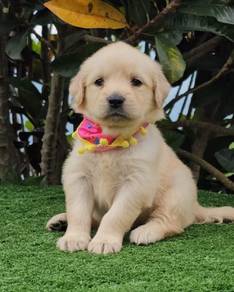 Golden Rettiver k