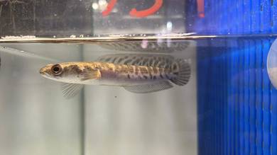 Ikan Channa Aqua Fish Yellow Sentarum 5 inch (YS4)