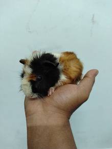 Guinea pig
