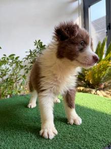 Male Brown BorderCollie with Purebreed