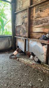 Burung merpati 7 ekor jualan langsang