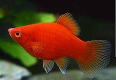 Red Platy