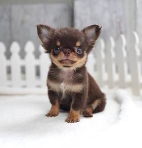 CHIHUAHUA PUPPIES VIP33🌷Head Apple Bonnie Dog Boy