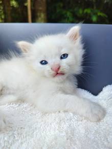 TOPs B-GRADE Evan White Ragdoll cat