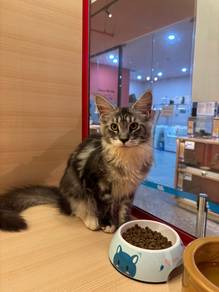 Mainecoon Male