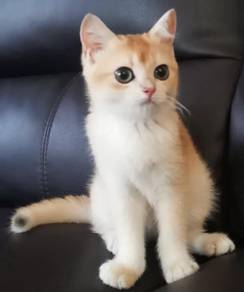 Golden Britidh Shorthair Female Kitten..
