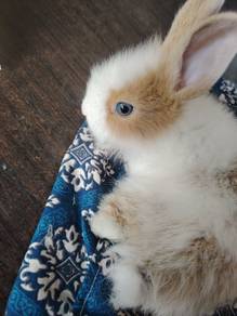 netherland Dwarf 