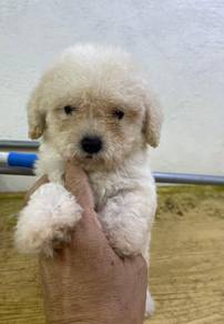 Toy poodle 